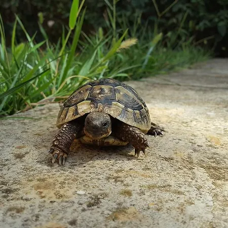 Marica Amazing View 아파트