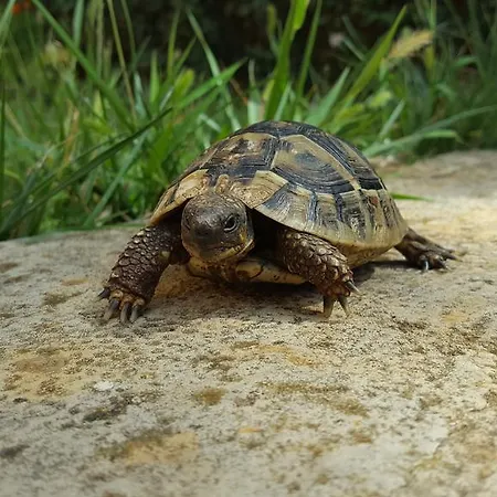 아파트 Marica Amazing View *